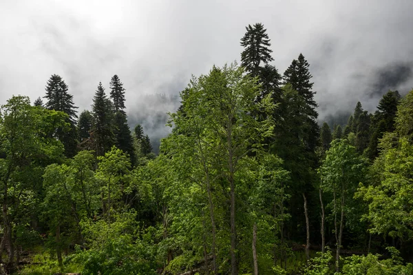 View of the forest — Stock Photo, Image