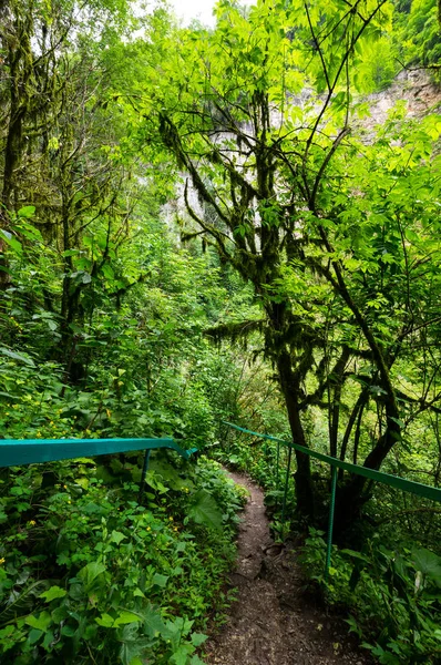 Blick auf den Wald — Stockfoto