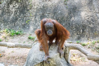 Pattaya, Tayland 'da hayvanat bahçesindeki orangutan manzarası