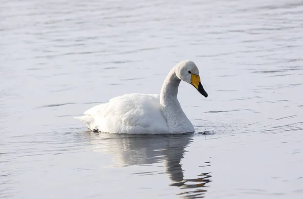 Cisnes Brancos Nadando Lago Inverno Não Congelante Altay Sibéria Rússia — Fotografia de Stock