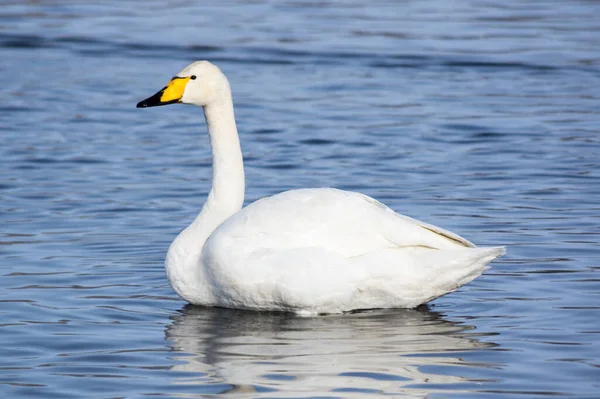 Cisnes Brancos Nadando Lago Inverno Não Congelante Altay Sibéria Rússia — Fotografia de Stock