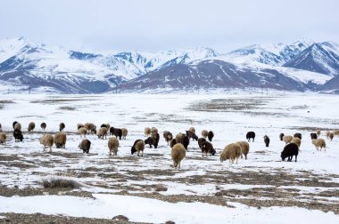 Kışın Kurai bozkırında koyun sürüsü Altay dağları, Sibirya, Rusya