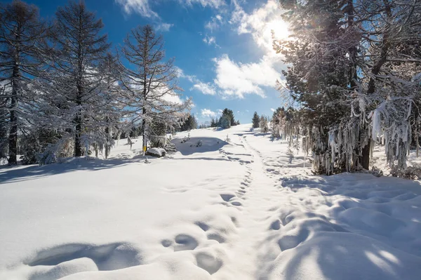 Veduta Della Foresta Altay Montagne Inverno Siberia Russia — Foto Stock