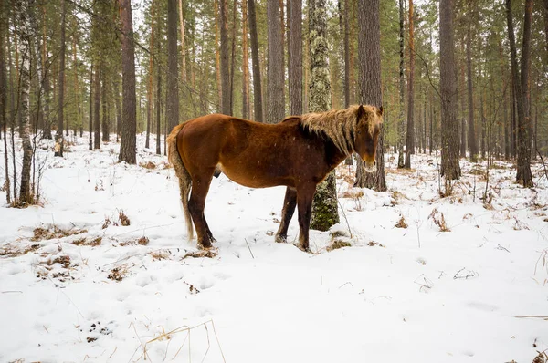 Pohled Koně Altay Horách Zimě Sibiř Rusko — Stock fotografie