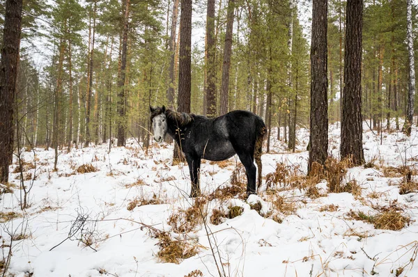 Pohled Koně Altay Horách Zimě Sibiř Rusko — Stock fotografie