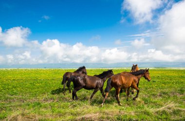 Rusya 'nın Karachay-Çerkesya Cumhuriyeti' ndeki Bermamyt Platosu 'nun panoramik manzarası