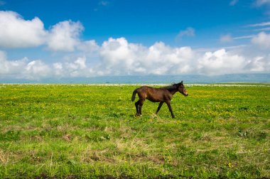 Rusya 'nın Karachay-Çerkesya Cumhuriyeti' ndeki Bermamyt Platosu 'nun panoramik manzarası