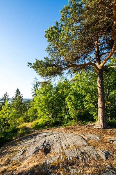 ロシアのカレリア共和国の町ソルタヴァラにあるクハヴォリ山は フィンランド国境近くのラドーガ湖の北端に位置しています — ストック写真