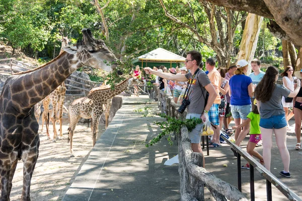 Pattaya Tajlandia Luty 2017 Widok Turystów Karmiących Żyrafy Khao Kheow — Zdjęcie stockowe