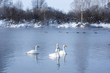 Altay, Sibirya, Rusya 'daki donmayan kış gölünde yüzen beyaz kuğular.