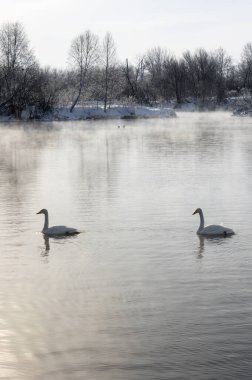 Altay, Sibirya, Rusya 'daki donmayan kış gölünde yüzen beyaz kuğular.