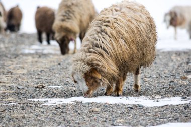 Kışın Kurai bozkırında koyun sürüsü Altay dağları, Sibirya, Rusya