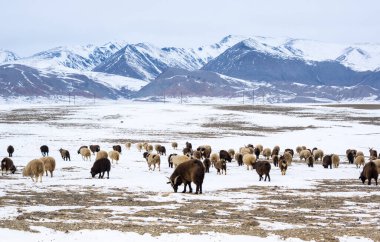 Kışın Kurai bozkırında koyun sürüsü Altay dağları, Sibirya, Rusya