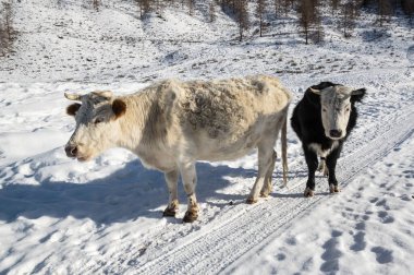 Altay dağları, Sibirya, Rusya 'daki ineklerin manzarası