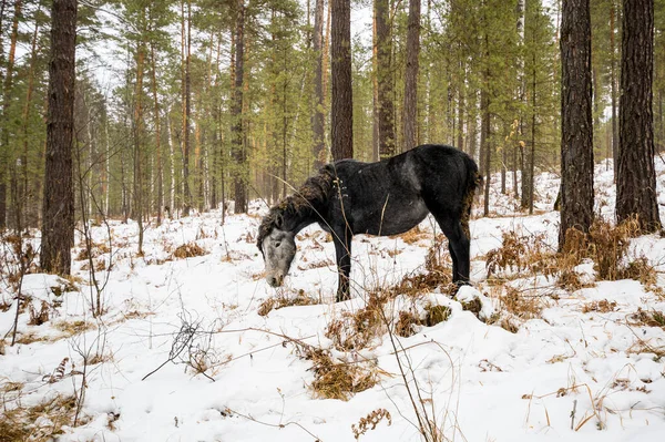 Vista Cavalo Altay Montanhas Inverno Sibéria Rússia — Fotografia de Stock