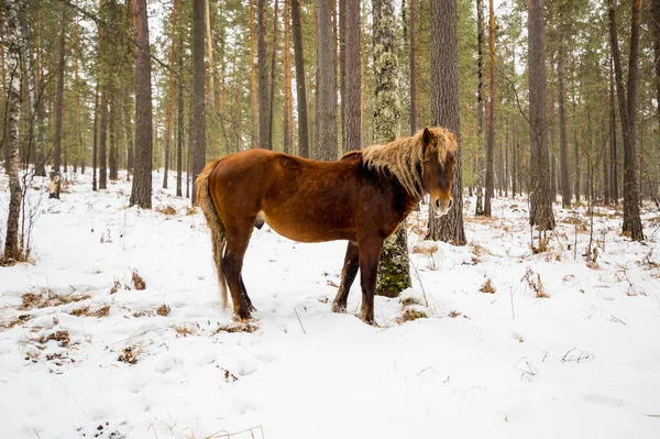 Altay dağlarında kışın at manzarası, Sibirya, Rusya
