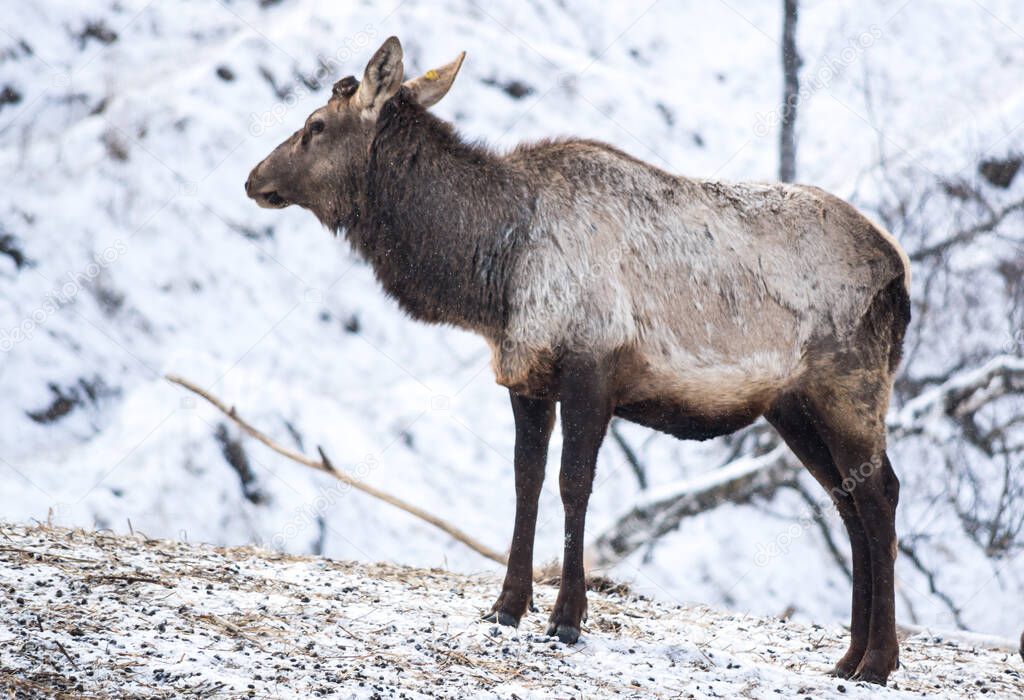 View of maral (Cervus elaphus sibiricus) in the farm in Altay mountains, Siberia, Russia