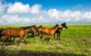 Rusya 'nın Karachay-Çerkesya Cumhuriyeti' ndeki Bermamyt Platosu 'nun panoramik manzarası