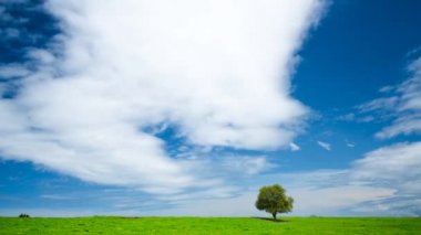 Bir çayır Timelapse yalnız ağaçta