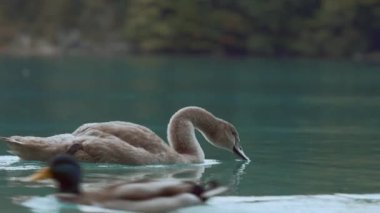 Avrupa 'da bir gölde gri kuğu