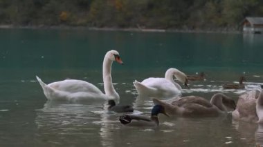 Avrupa 'da bir gölde gri ve Beyaz Kuğu