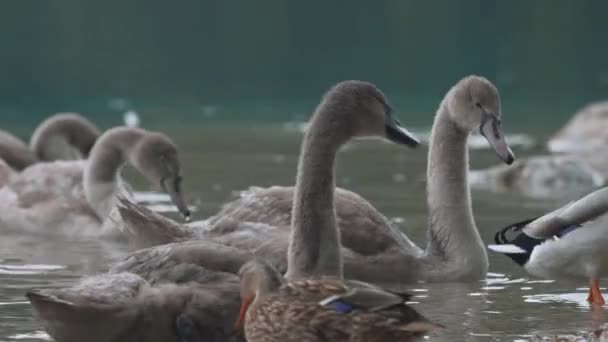 欧洲湖面上的灰天鹅 — 图库视频影像