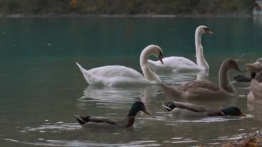 Kuğu ve ördekler sonbahar parkta bir havuzda