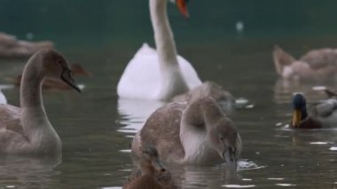 Gri bir gölette Kuğu