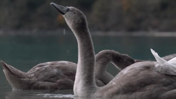 Graue Schwäne Auf Einem See — Stockvideo