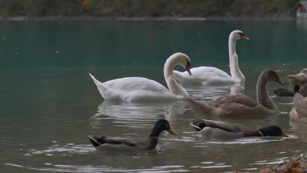 Swans Ducks Pond Autumn Park — Stock Video