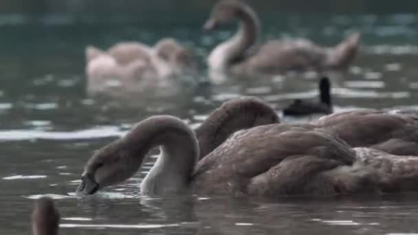 Graue Schwäne Einem Teich — Stockvideo