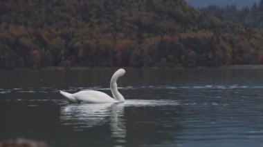 Beyaz Kuğu Avrupa'nın bir su birikintisi üzerinde