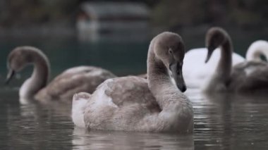 Gri parkta bir havuzda kuğular