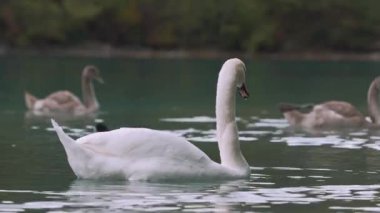 Avrupa'nın bir havuzda kuğular