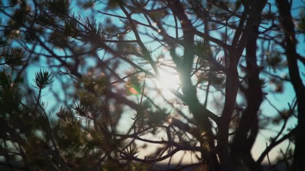 Krajinný strom na pozadí slunce — Stock video