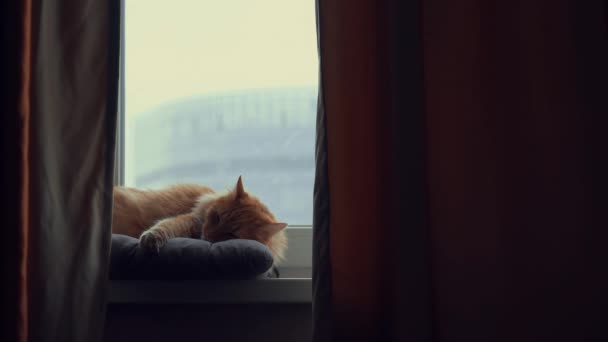 Spanie czerwony kot w oknie — Wideo stockowe