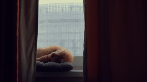 Маленька червона кішка спить в приміщенні — стокове відео