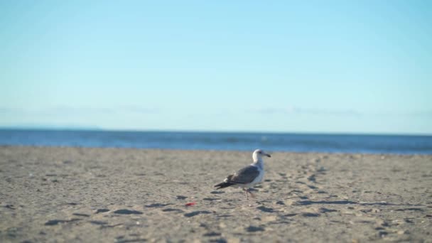 Gabbiano Marino Sulla Spiaggia Una Giornata Limpida — Video Stock