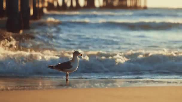 Gaivota Praia Pôr Sol — Vídeo de Stock