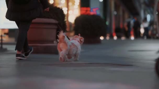 傍晚时分 一个带着狗在街上的小女孩 — 图库视频影像