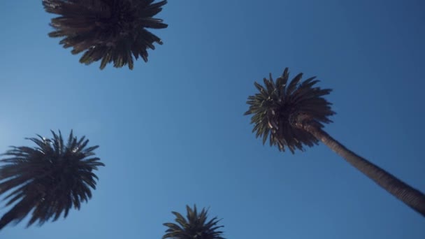 Palmeras Fondo Del Cielo Verano — Vídeos de Stock