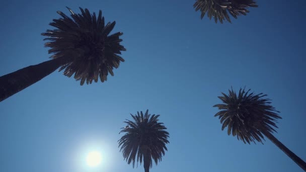 在加利福尼亚天空的背景的棕榈树 — 图库视频影像