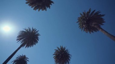 Güneşli bir günde Kaliforniya'da palmiye ağaçları