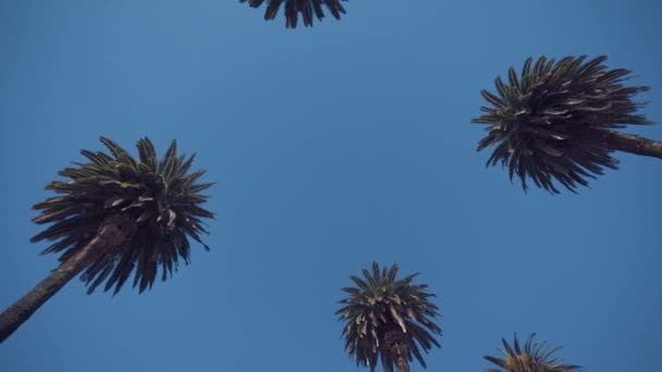 晴れた日の青空に対するアルムの木 — ストック動画