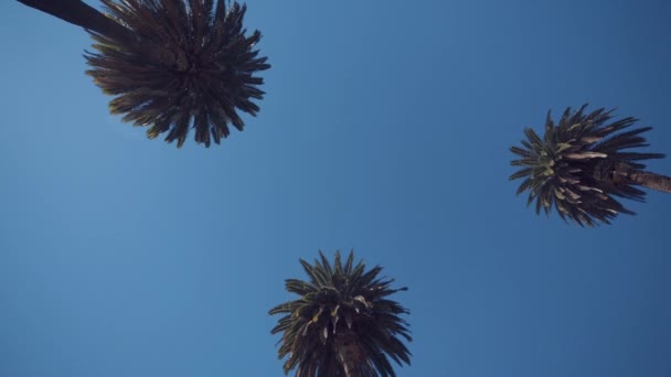 Palmeras Contra Cielo Azul California — Vídeo de stock