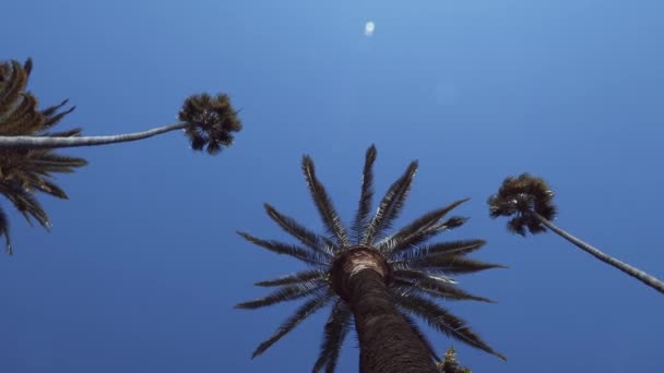 Palmeras Contra Cielo Azul California — Vídeos de Stock