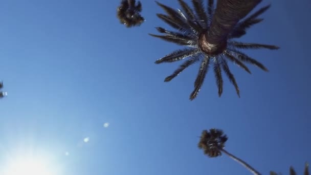 Palmen Los Angeles Einem Sonnigen Tag — Stockvideo