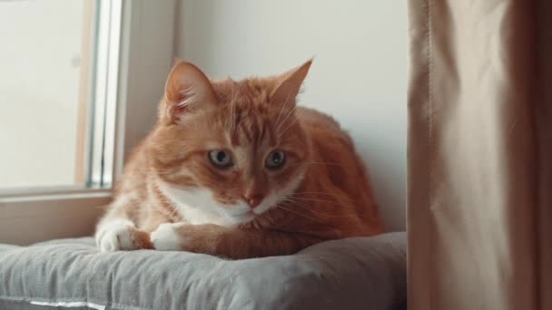 Gato Despertado Por Ventana Casa — Vídeo de stock