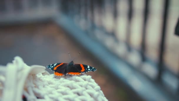 Roter Schöner Schmetterling Aus Nächster Nähe — Stockvideo
