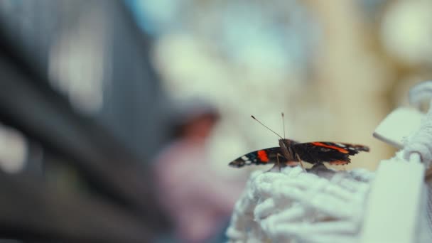 Red Admiral Butterfly Summer — Stock Video